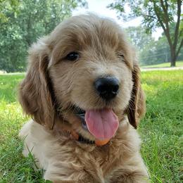 Goldendoodles and Poodles from Best Choice Doodles
