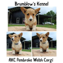Pembroke Welsh Corgi Puppies from Brumblow’s Kennel