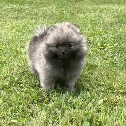 Pomeranian Puppies from POMS USA