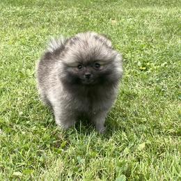 Pomeranian Puppies from POMS USA