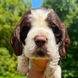 Blanton's - Liver and white female English Springer Spaniel puppy in Hawesville, Kentucky from Bristol’s Southern English Springer Spaniels