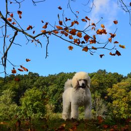 Poodle Puppies from D and D Standard Poodles