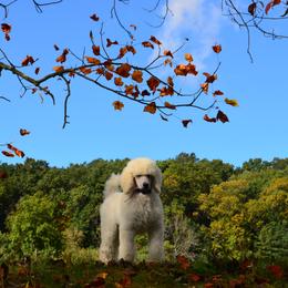 Poodle Puppies from D and D Standard Poodles