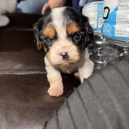 Elena - Blenheim female Cavalier King Charles Spaniel puppy in Sparta, Georgia from Southern Edge Kennel
