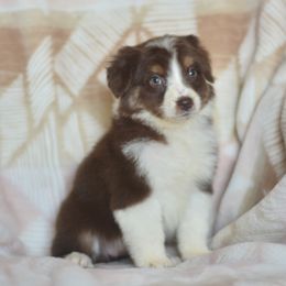 Cantaloupe - Red tri-color female Australian Shepherd puppy in Delta, Colorado from PTK Ranch