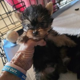 TC1 - Blue and gold male Yorkshire Terrier puppy in Yucca Valley, California from Deborah Punjak's Yorkshire Terriers