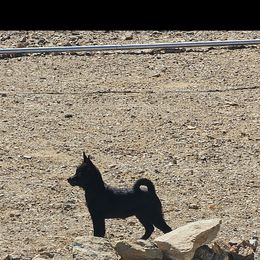 Falling River -upcoming - Schipperke