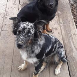 Australian Shepherds from Howlin' Wolf K9's