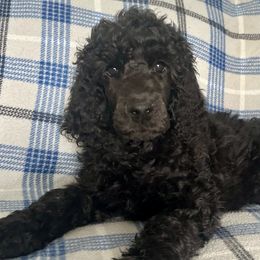 Poodles from K & A Standard Poodles