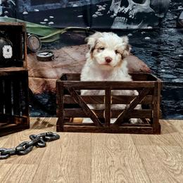 Ahoy - Red merle female Australian Shepherd puppy in Wheatland, Wyoming from Jorvik Australian Shepherds