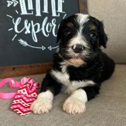 Pookie - Tri-color male Bernedoodle puppy in Camden, North Carolina from Oopsie Doodles of NC