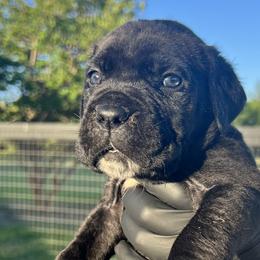 Gray Collar (Titan) -Strong, confident, and built like a tank - Black male Cane Corso puppy in Texas from Jolaw Kennel