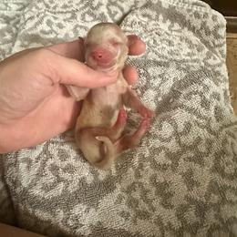 Sneezy - Cream male Dachshund puppy in Atwood, Oklahoma from Holder’s Doxie Farm