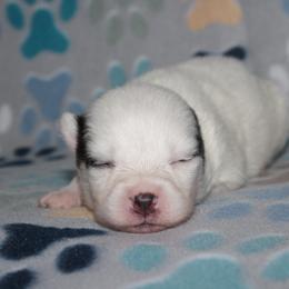 Speckle - White female Pomsky puppy in Clarkston, Utah from Red Rock Ranch Breeders