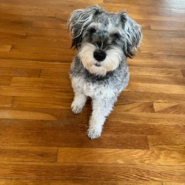 Miniature Schnauzer puppies from Heart of Virginia Schnauzers