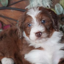 Red Merle Girl - Red merle female Aussiedoodle puppy in Lawton, Oklahoma from Lindsey’s Aussies