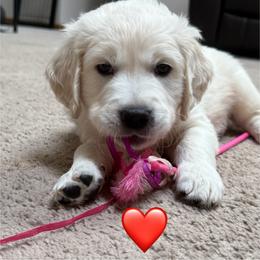 Boy 3 - Light golden male Golden Retriever puppy in Clyde, Michigan from Shady Creek Goldens