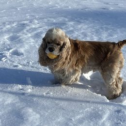 Cocker Spaniel Puppies from Cockers of Country Lane