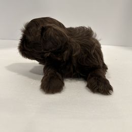 Shih Tzu Puppies from Moore Shih Tzus