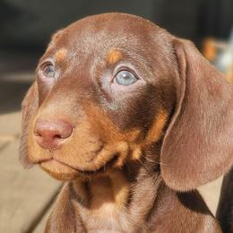 Jewelbox - Chocolate and tan female Dachshund puppy in Mountain Grove, Missouri from Blueprint K9 Dachshunds- www.BlueprintK9.com