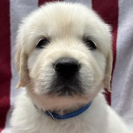 Boy 1 - Light golden Golden Retriever puppy in South Carolina from Carolina Point Retrievers