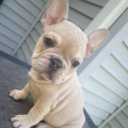 Tara - Blue fawn female French Bulldog puppy in Seneca, South Carolina from Burrell’s Bulldog Kingdom