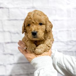 Ruby Sue - Apricot female Goldendoodle puppy in Jackson, Tennessee from Doodlebug Farms