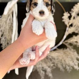 Elephant (Elli) - Merle female Bernedoodle puppy in Salt Lake County, Utah from Coco Avenue Pups