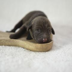 Bernedoodle, Goldendoodle, and Golden Mountain Doodle Puppies from Gold Diamond Pup