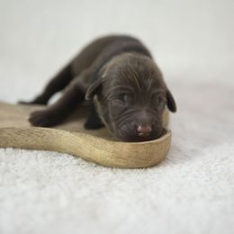 Bernedoodle, Goldendoodle, and Golden Mountain Doodle Puppies from Gold Diamond Pup