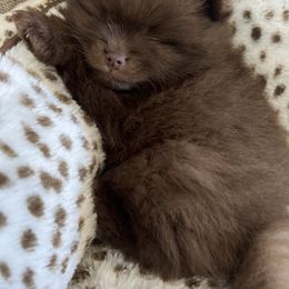 Pomeranian Puppies from Mendocino Pomeranians