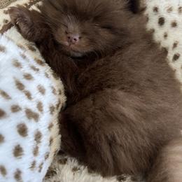 Pomeranian Puppies from Mendocino Pomeranians