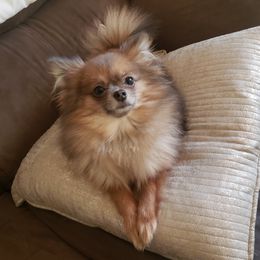 Pomeranians from My Image Poms