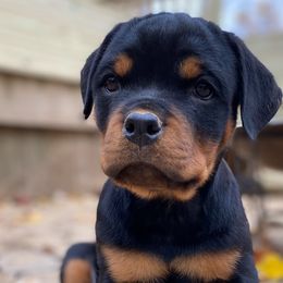 Brooklyn - Black and mahogany Rottweiler puppy in Linthicum, Maryland from Of The Saints Kennels