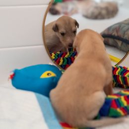 Silken Windhound Puppies from Redshift Silken Windhounds