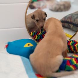 Silken Windhound Puppies from Redshift Silken Windhounds