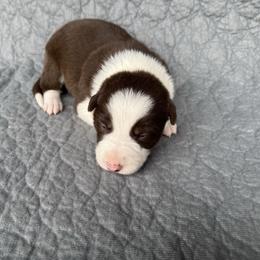 Girl 1 - Red female Border Collie puppy in Centerville, Washington from Forthright Farms