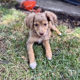 Brown - Red merle female Aussiedoodle puppy in Grants Pass, Oregon from Woodwind Miniatures