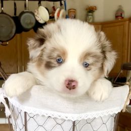 Australian Shepherd and Miniature Australian Shepherd Puppies from Bline's Awesome Aussies