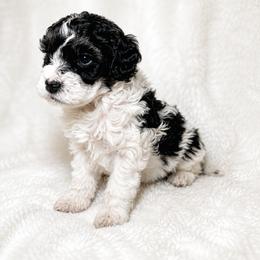 Shihpoo Puppies from My Hometown Doodles