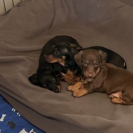 Dachshund Puppies from Bergamo’s  Dachshunds