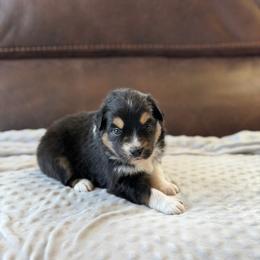 Moondancer - Black tri female Miniature Australian Shepherd puppy in Cody, Wyoming from Quartz Creek Aussies