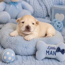 Dune - Gold male Shihpoo puppy in Hertford, North Carolina from Heaven Sent Shihpoo's