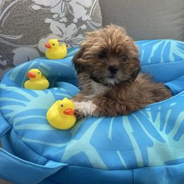 Petunia - Red female Lhasa Apso puppy in Florence, Kentucky from Ky Ritz Lhasa’s.  formerly (Karen‘a Lhasa Apsos)