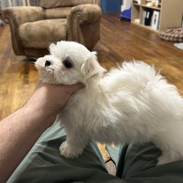 Maltese Puppies from Regal Maltese