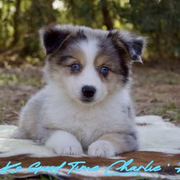 Bo Peep - Blue merle female Australian Shepherd puppy in Grapeland, Texas from Smokin K Aussies
