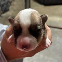Girl 2 - Red and white female Cardigan Welsh Corgi puppy in Buskirk, New York from Hana-K’s Cardigan Welsh Corgis