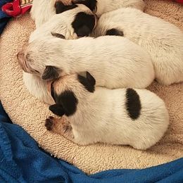 Australian Cattle Dog Puppies from LoveAHeeler