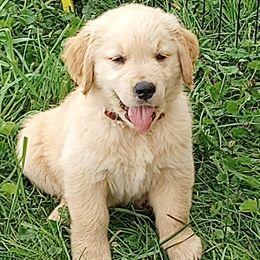 Boy 5 - Golden Golden Retriever puppy in Indiana County, Pennsylvania from Liberty's Legacy Goldens