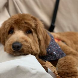Sheman - Australian Labradoodle